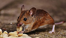 24 Hour & Emergency Exterminators in Nelsonville, WI